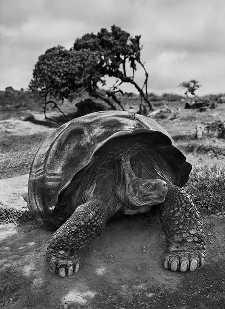 Salgado genesis pdf sebastião Sebastiao Salgado.